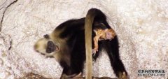 野生猴子分娩也有“助产婆” 分娩后帮忙舔舐清理小猴